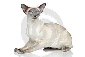 Oriental Blue-point siamese cat portrait