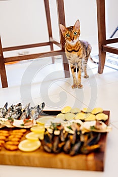 Oriental cat looks at camera and stands on white floor. Variety of seafood in foreground