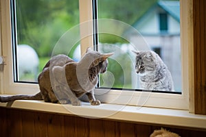 Oriental Cat And Outbred Cat Looks On Each Other Through Glass Of Window