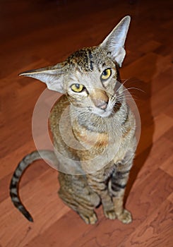 Oriental cat sits on the floor and carefully looks up at the camera with yellow eyes.