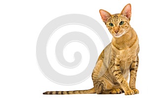 Oriental cat sitting isolated on white