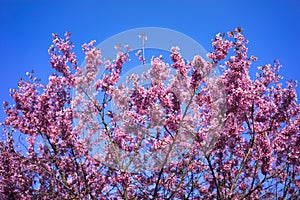 Oriental Cherry Blooming