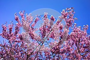 Oriental Cherry Blooming