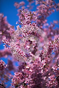 Oriental Cherry Blooming