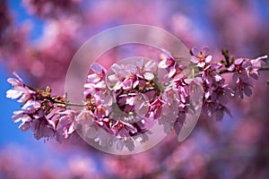 Oriental Cherry Blooming