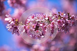 Oriental Cherry Blooming