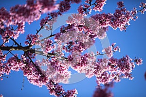 Oriental Cherry Blooming