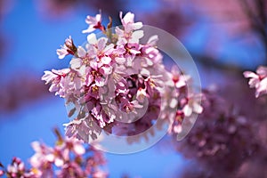 Oriental Cherry Blooming