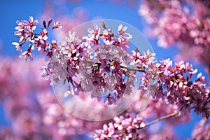 Oriental Cherry Blooming