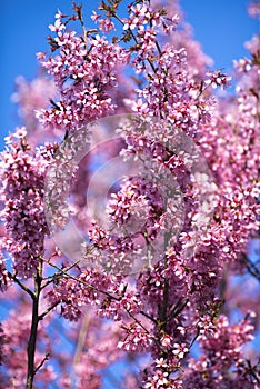 Oriental Cherry Blooming