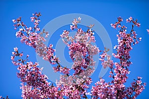 Oriental Cherry Blooming