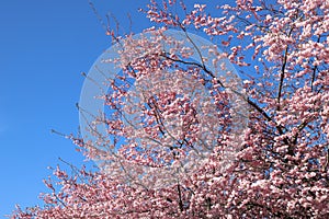 Oriental cherry blossom