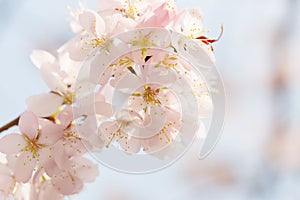 Oriental cherry sakura