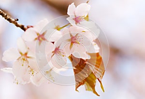 Oriental cherry sakura