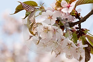 Oriental cherry sakura