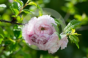 Oriental cherry sakura