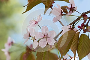 Oriental cherry sakura tree