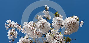 oriental cherry tree flower blooming nature background in spring