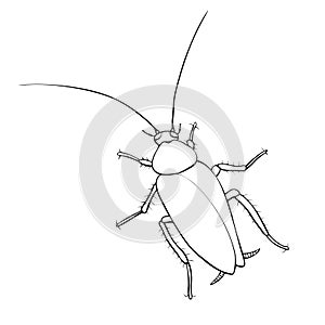 Oriental cockroach, macro of insects. Pest control. Vector outline illustration in cartoon doodle style, isolated