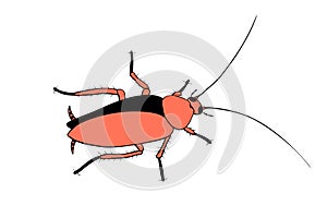 Oriental cockroach, macro of insects. Pest control. Vector outline illustration in cartoon doodle style, isolated