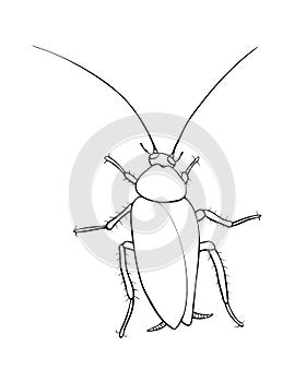 Oriental cockroach, macro of insects. Pest control. Vector outline illustration in cartoon doodle style, isolated
