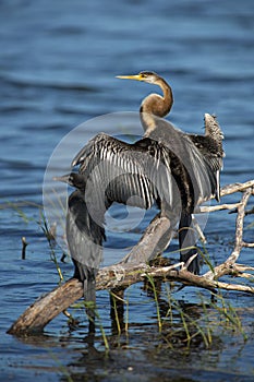 Oriental Darter - Anhinga melanogaster