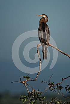 Oriental Darter - Anhinga melanogaster