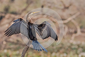 Oriental darter Anhinga melanogaster