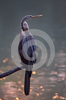 Oriental darter Anhinga melanogaster sitting on a tree in Keol