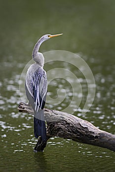 Oriental Darter - Anhinga melanogaster, Sri Lanka