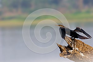The Oriental darter (Anhinga melanogaster), a water bird sitting on a dry branch on the surface of a dam