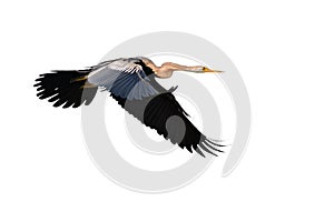 Oriental darter bird