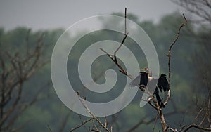 Sun Drying Oriental Darter