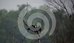 Oriental Darter Basking