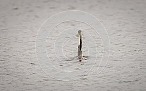 Oriental darter with a fish, dives underwater and resurface with fish between beaks, in the lagoon at bundala national park