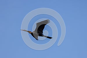 Oriental darter flying in the blue sky
