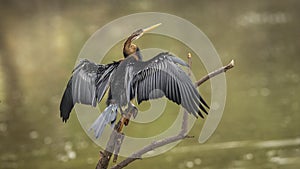 Oriental darter or Indian darter or Anhinga melanogaster back profile basking or sunning full wingspan in natural green background