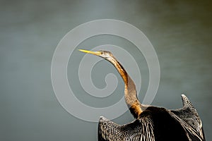 Oriental darter or Indian darter closeup basking in sun with full wingspan in keoladeo national park or bharatpur bird sanctuary