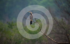 Perched Oriental Darter bird