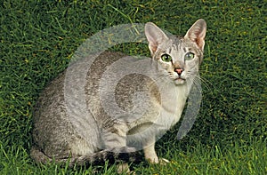 ORIENTAL DOMESTIC CAT, ADULT WITH GREEN EYES