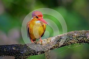 Oriental Dwarf Black-backed Kingfisher Ceyx