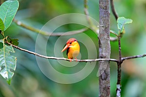 Oriental Dwarf Kingfisher