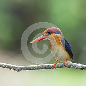 Oriental dwarf kingfisher