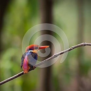 Oriental dwarf kingfisher