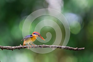 The Oriental Dwarf Kingfisher also known as the Black-backed Kingfisher or Three-toed Kingfisher Ceyx erithaca is a species of