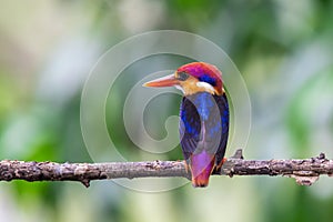 The Oriental Dwarf Kingfisher also known as the Black-backed Kingfisher or Three-toed Kingfisher Ceyx erithaca is a species of photo