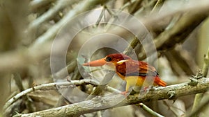 Oriental Dwarf Kingfisher also known as the Rufous-backed Kingfisher is one the most colourful kingfisher found in Indonesia. an