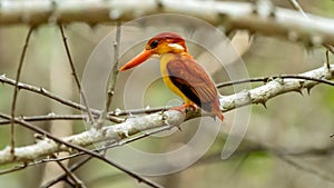 Oriental Dwarf Kingfisher also known as the Rufous-backed Kingfisher is one the most colourful kingfisher found in Indonesia. an