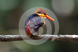 Oriental Dwarf Kingfisher a beautiful bird