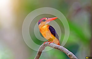 Oriental dwarf kingfisher ,Bird in Thailand.cute small bird